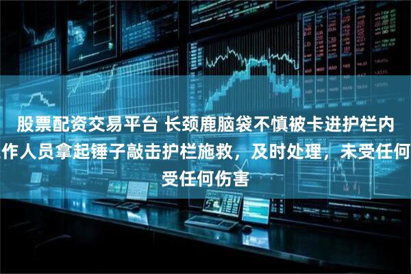 股票配资交易平台 长颈鹿脑袋不慎被卡进护栏内，工作人员拿起锤子敲击护栏施救，及时处理，未受任何伤害